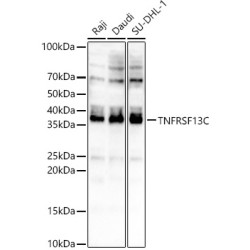 TNFRSF13C Rabbit pAb