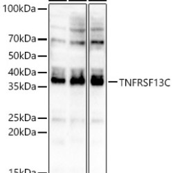 TNFRSF13C Rabbit pAb
