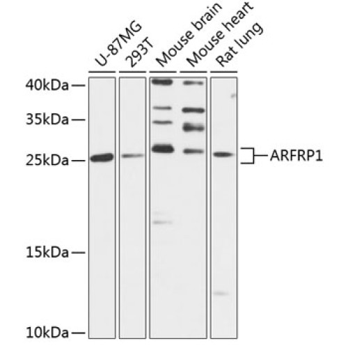 ARFRP1 Rabbit pAb