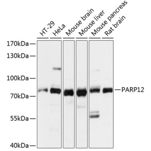 PARP12 Rabbit pAb