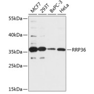 RRP36 Rabbit pAb