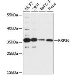RRP36 Rabbit pAb