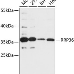 RRP36 Rabbit pAb