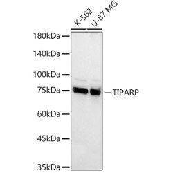 TIPARP Rabbit pAb
