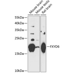 FXYD6 Rabbit pAb