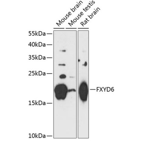 FXYD6 Rabbit pAb