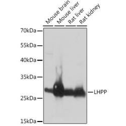 LHPP Rabbit pAb