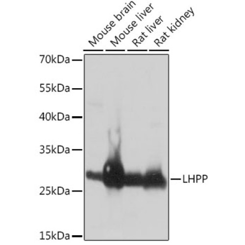 LHPP Rabbit pAb