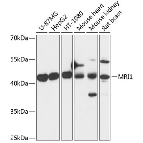 MRI1 Rabbit pAb