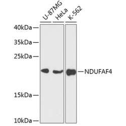 NDUFAF4 Rabbit pAb
