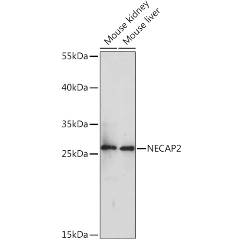 NECAP2 Rabbit pAb