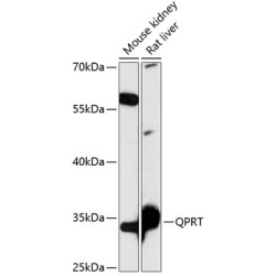 QPRT Rabbit pAb