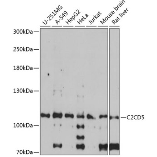 C2CD5 Rabbit pAb