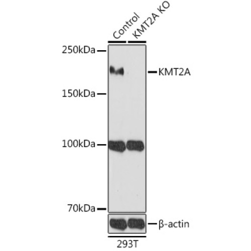 [KO Validated] KMT2A Rabbit pAb