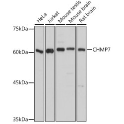 CHMP7 Rabbit pAb