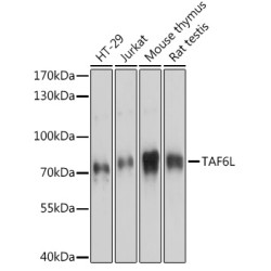 TAF6L Rabbit pAb