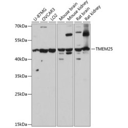TMEM25 Rabbit pAb