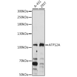 ATP12A Rabbit pAb