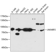 JAKMIP2 Rabbit pAb