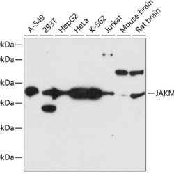 JAKMIP2 Rabbit pAb