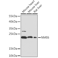 NME6 Rabbit pAb