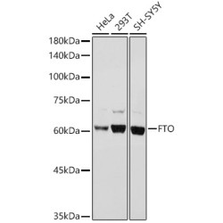 FTO Rabbit pAb