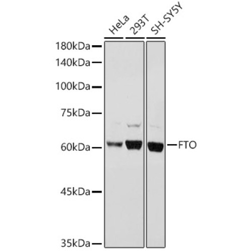 FTO Rabbit pAb