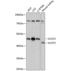 ACOT2 Rabbit pAb