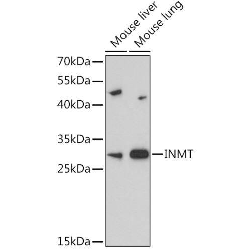 INMT Rabbit pAb