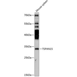 TSPAN15 Rabbit pAb