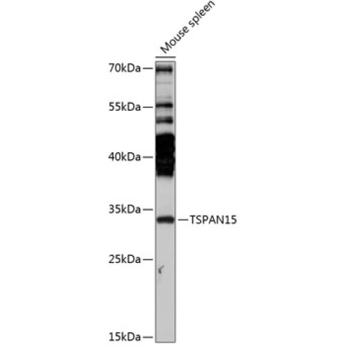 TSPAN15 Rabbit pAb