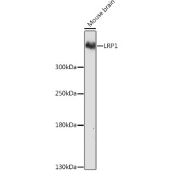 LRP1 Rabbit pAb