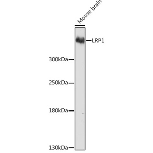 LRP1 Rabbit pAb