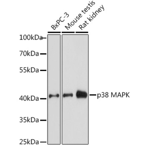 p38 MAPK Rabbit pAb