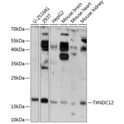 TXNDC12 Rabbit pAb