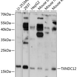 TXNDC12 Rabbit pAb