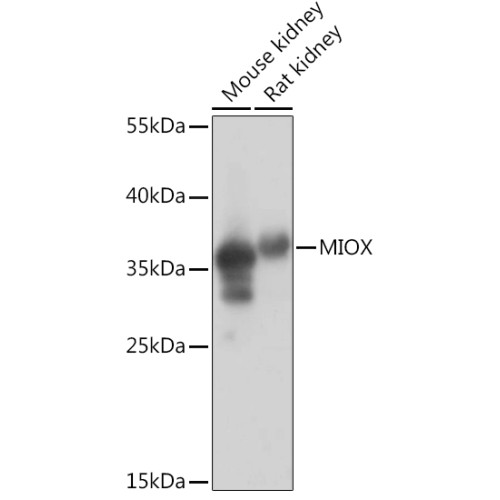 MIOX Rabbit pAb