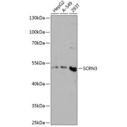 SCRN3 Rabbit pAb