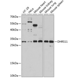 DHRS11 Rabbit pAb