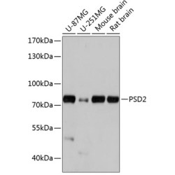 PSD2 Rabbit pAb