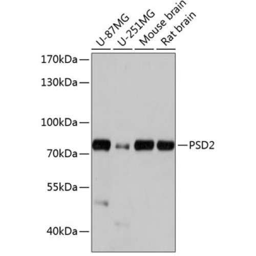 PSD2 Rabbit pAb