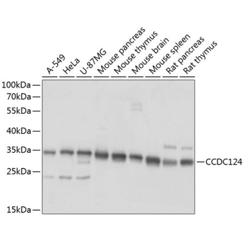 CCDC124 Rabbit pAb