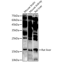 ASCL4 Rabbit pAb
