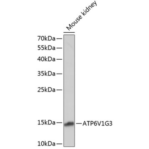 ATP6V1G3 Rabbit pAb