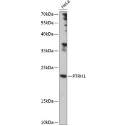 PTRH1 Rabbit pAb