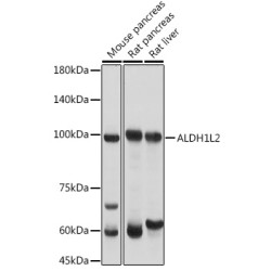 ALDH1L2 Rabbit pAb