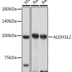 ALDH1L2 Rabbit pAb