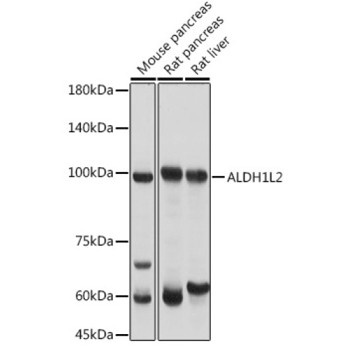 ALDH1L2 Rabbit pAb
