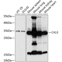 CA13 Rabbit pAb