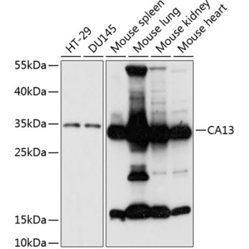 CA13 Rabbit pAb